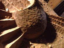 J-fish - in process; detail